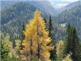 Erjavčev rovt-Gubno Jesen v gorah